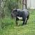 Tatanka 4 thumbnail