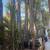 Queen Palms 3 thumbnail