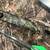 PSE Deer Hunter Bow 2 thumbnail