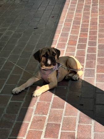 Looking for her Furever home!! Beautiful Cane Corso (San Jose)63696489592961120