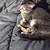 Kitty left behind 2 thumbnail