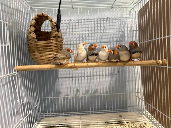 Bird 10$ (Chicago)63844234861185120