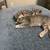 3 male kittens 13 thumbnail