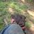 Akc pointer 1 thumbnail