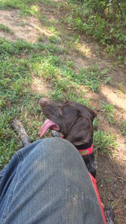 Akc pointer 1