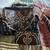 Purses, coach.vera bradley. Micheal kors. brighton 5 thumbnail