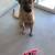 German shepherd 2 thumbnail