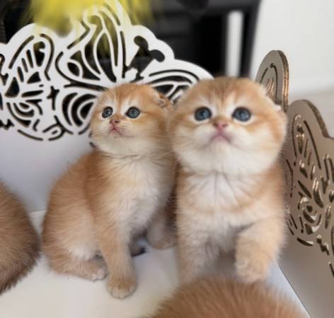 Kitten 1