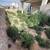 Quality Yardwork / Maintenance / Junk Removal (Update: More Pics) 2 thumbnail