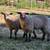 8 month old ewe lambs 1 thumbnail
