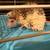 Baby hedgehogs 2 thumbnail