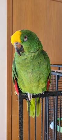 Yellow Crowned Amazon Parrot (Federal Way)556768574435512321