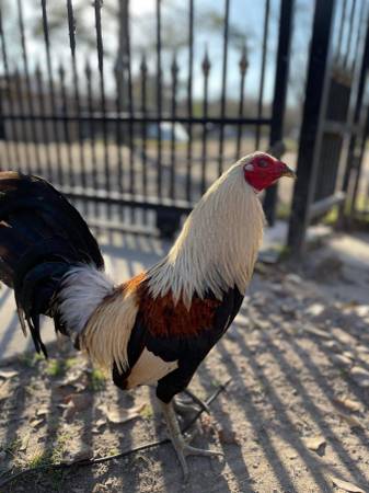 Gallos 100$ 1