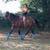 Register AQHA 3 thumbnail