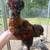 Silkie roo 3 thumbnail