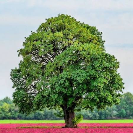 Summer Clearance price Assorted Oak trees 1
