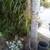 Queen Palm Tree 🌴 Fast Growing • Tropical Landscape Tree
Palma Reina 🌴 C 1 thumbnail