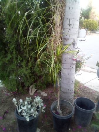 Queen Palm Tree 🌴 Fast Growing • Tropical Landscape Tree
Palma Reina 🌴 C 1