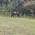 Pony 1 thumbnail