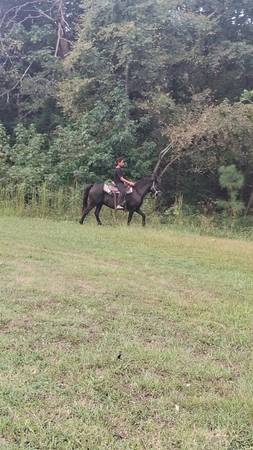 Pony 1
