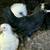 Young Polish Hen 2 thumbnail