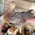 Pullet chicks 2 thumbnail