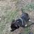 American bully 4 thumbnail