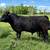 Simmental Angus Registered bulls 3 thumbnail