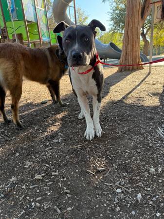 Found gray, white female dog at Walnut Creek Metropolitan Park (78758) 1