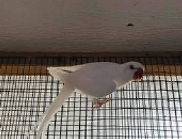 ❤ ❤ ❤ White Indian Ringneck Breeder Hen 1