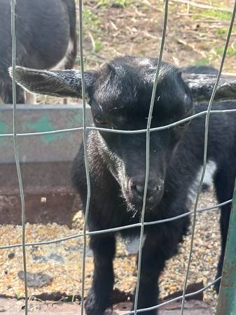 Nigerian dwarf buckling 1