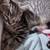 Female kittens 4 thumbnail