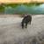 Mangalitsa Piglets 1 thumbnail