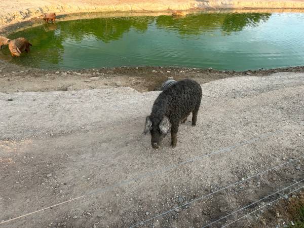Mangalitsa Piglets 1
