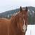Companion Horse 1 thumbnail