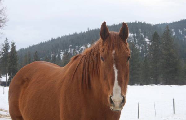 Companion Horse 1