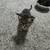 Rehoming kittens 1 thumbnail