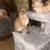 Bengal kittens 3 thumbnail
