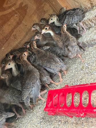 Guinea 1