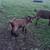 Goats-buck and doe 3 thumbnail