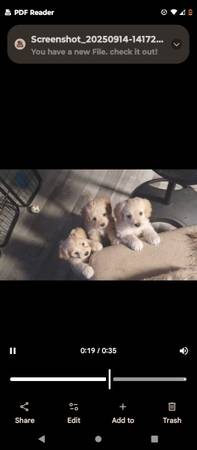 ?Lily-Ann's Beautiful Multipoo Pupps (Antioch)63862000287107122