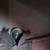 Stetson Hat 4 thumbnail