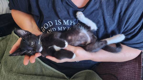 Tuxedo colored kitten (Long Beach)561739076322600962