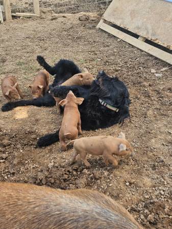 Red Waddle piglets 1