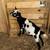 Adga Nigerian dwarf does 2 thumbnail