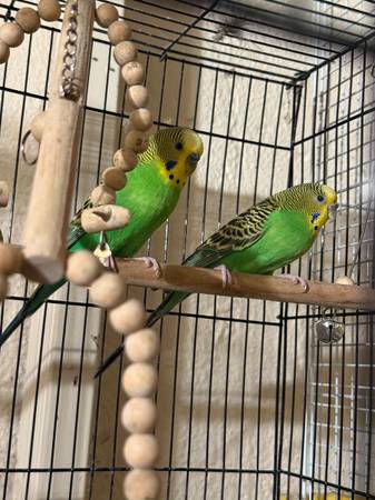 Bonded Parakeet Pair Bird 1