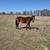 Horses for sale 2 thumbnail