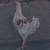 Cockerel 1 thumbnail
