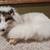 Fox soft mount posable taxidermy 1 thumbnail