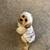 Pet cavapoo dog 4 thumbnail